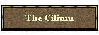 The Cilium